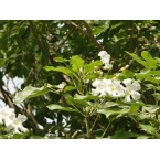 Tabebuia pentaphylla “Trumpet Tree or Pink Poui”