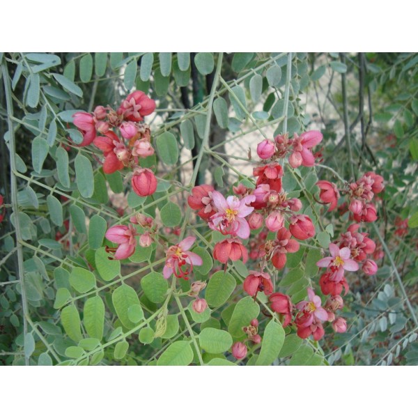 Cassia nodosa Or Pink Shower Tree 2.5-3.0m