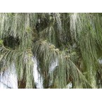 Casuarina equisetifolia “Australian pine tree” 1.6-2.0m