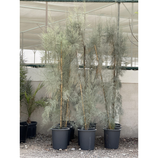 Casuarina equisetifolia “Australian pine tree” 1.6-2.0m