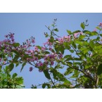 Lagerstroemia loudonii, Salao Flower or Pink Flower Tree 3.5-4.0m
