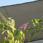 Lagerstroemia loudonii, Salao Flower or Pink Flower Tree 3.5-4.0m