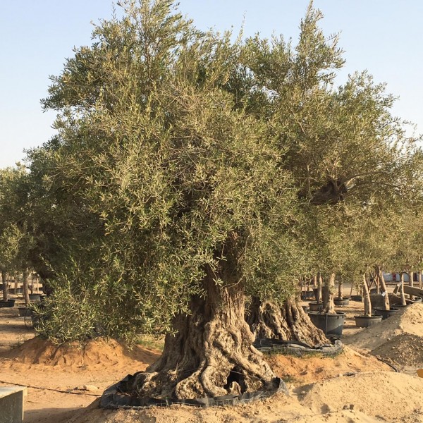 Olea europea or Mature Olive Tree 2.0m, 700-1000mm Dia