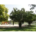 Ficus benghalensis or Banyan Fig 2.5 – 3.0m