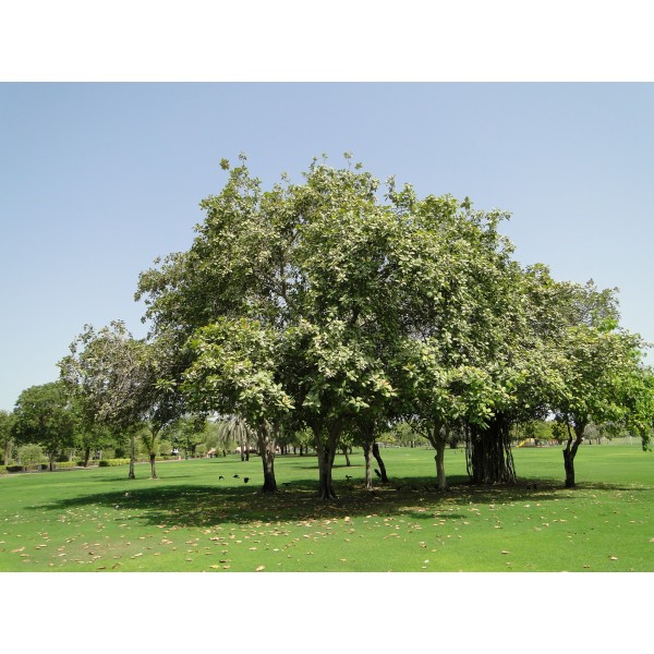 Ficus benghalensis or Banyan Fig 2.5 – 3.0m