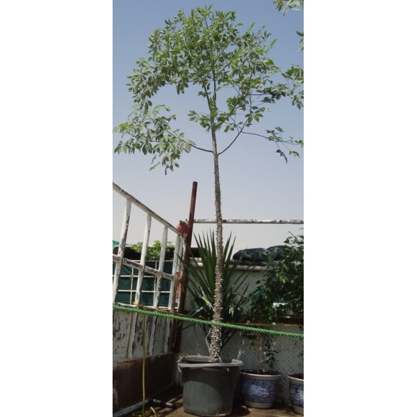 Chorisia speciosa “The silk floss tree”