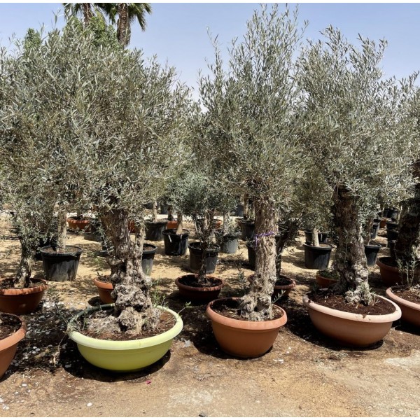 Olea europea or Olive Tree 1.7 – 2.0m, 200-300mm Dia
