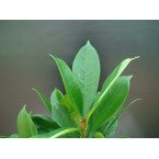 Ficus cyathistipula or African Fig Tree