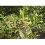 Conocarpus Erectus, Green Buttonwood