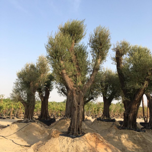 Olea europea or Specimen Olive Tree 4-5.0m, 600-900mm Trunk Dia
