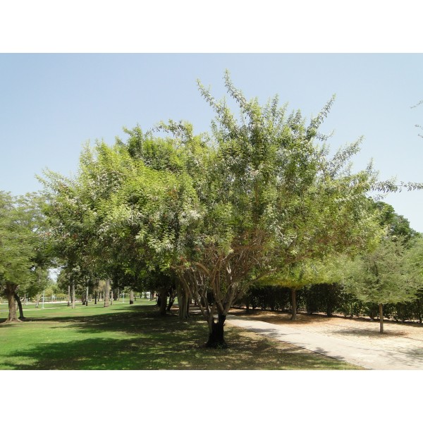 Schinus terebinthifolius or Brazilian peppertree 2.5m