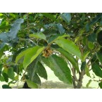 Mimusops elengi or Spanish cherry Tree
