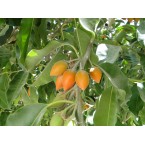 Mimusops elengi or Spanish cherry Tree