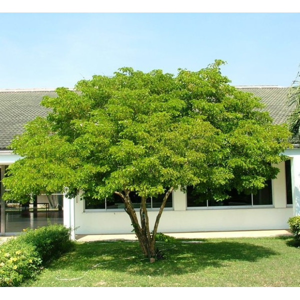 Guaiacum officinale, roughbark lignum-vitae or guaiac wood