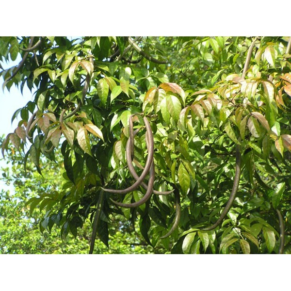 Dolichandron spathacea Or Mangrove Trumpet Tree 2.5m