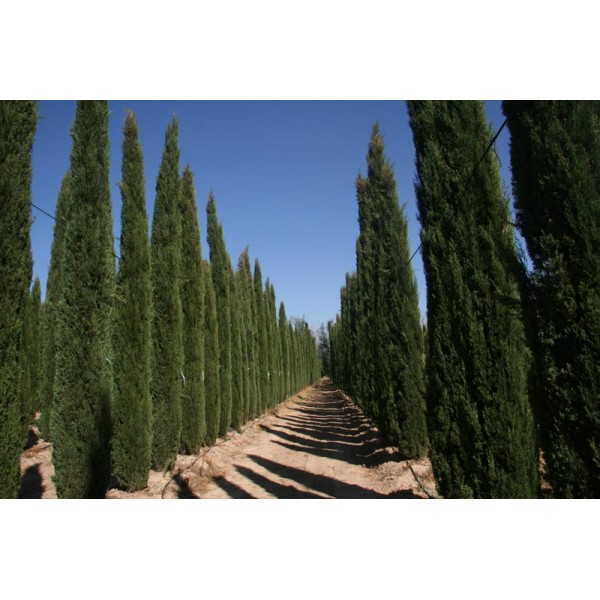 Cupressus sempervirens “Italian cypress Tree”