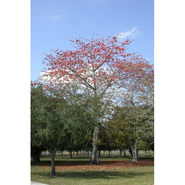 Bombax Cieba, Cotton Tree, Red silk-Cotton
