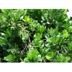 Barringtonia asiatica, ‎Barringtonia speciosa