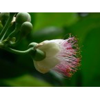 Barringtonia asiatica, ‎Barringtonia speciosa