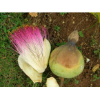 Barringtonia asiatica, ‎Barringtonia speciosa