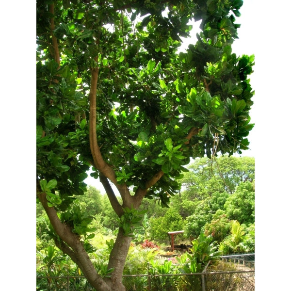 Barringtonia asiatica, ‎Barringtonia speciosa