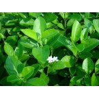Clerodendrum inerme (Wild Jasmine)