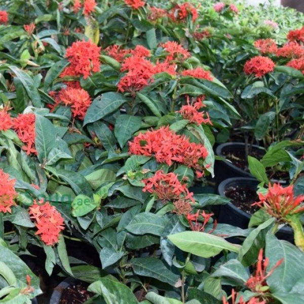 Ixora chinensis “Red”