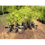 Caesalpinia pulcherrima “Peacock Flower” 40-50cm