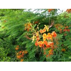 Caesalpinia pulcherrima “Peacock Flower” 40-50cm