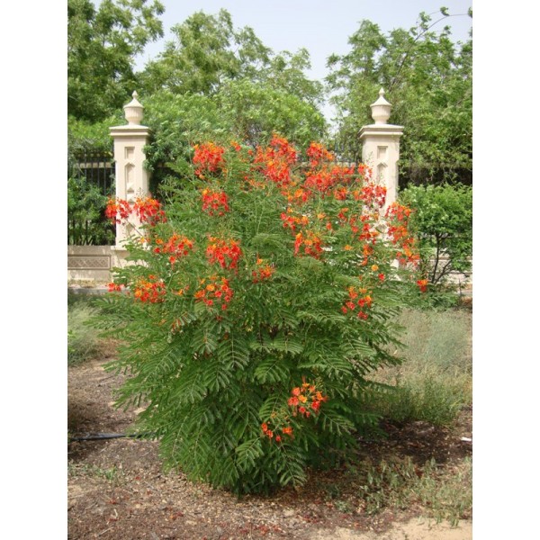 Caesalpinia pulcherrima “Peacock Flower” 40-50cm