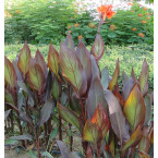 Canna indica ‘Purpurea’ 30 – 50cm overall height