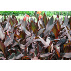 Canna indica ‘Purpurea’ 30 – 50cm overall height