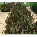 Canna indica ‘Purpurea’ 30 – 50cm overall height