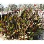 Canna indica ‘Purpurea’ 30 – 50cm overall height