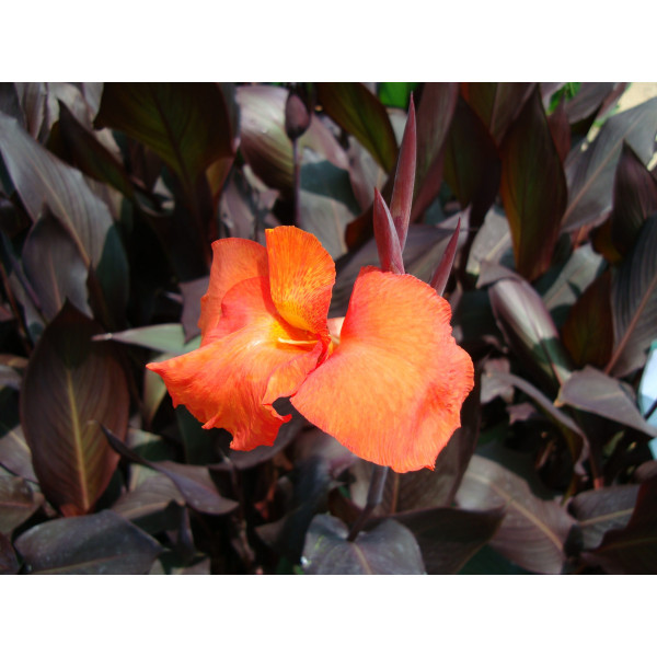 Canna indica ‘Purpurea’ 30 – 50cm overall height