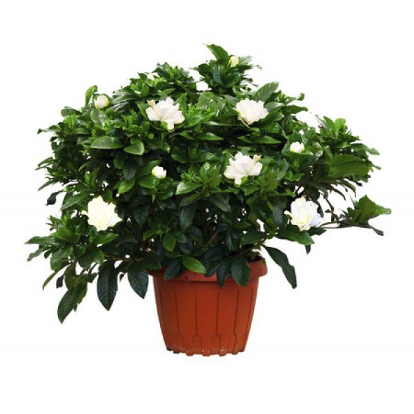 Gardenia jasminoides “Cape Jasmine” ياسمين (Outdoor) 50 – 70cm