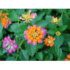 Lantana Camara, Pinkmound, West Indian Lantana 30-40cm