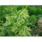 Cestrum nocturnum “Night Queen or Night-blooming jasmine”