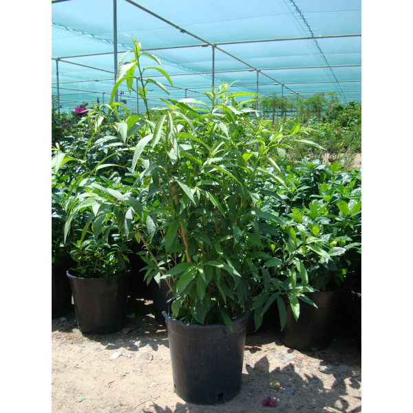 Cestrum nocturnum “Night Queen or Night-blooming jasmine”