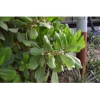 Scaevola frutescens (Vahl Beach Naupaka, Hawaiian Half Flower, Sea Lettuce)