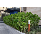 Scaevola frutescens (Vahl Beach Naupaka, Hawaiian Half Flower, Sea Lettuce)