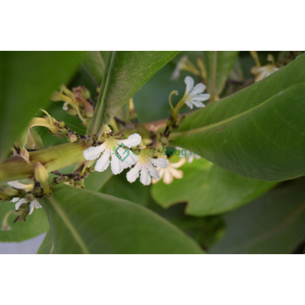 Scaevola frutescens (Vahl Beach Naupaka, Hawaiian Half Flower, Sea Lettuce)