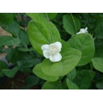 Jasminum sambac “The Arabian Jasmine” 50 – 70cm overall height