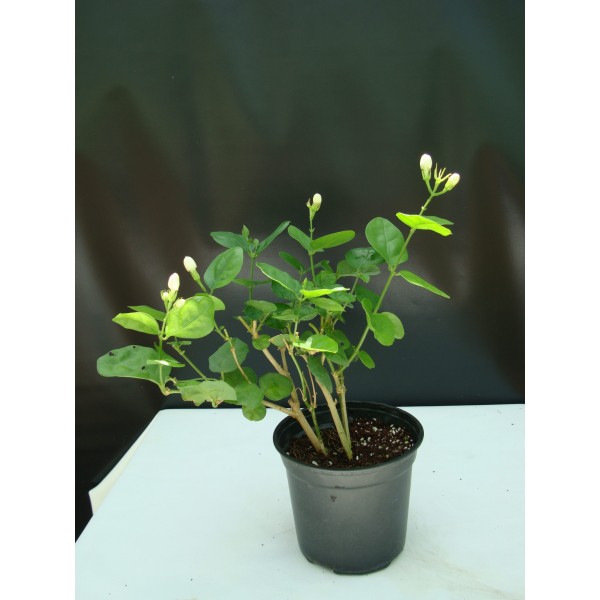 Jasminum sambac “The Arabian Jasmine” 50 – 70cm overall height