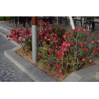 Adenium obesum Or Desert Rose وردة الصحراء