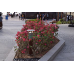 Adenium obesum Or Desert Rose وردة الصحراء