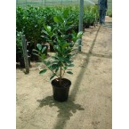 Ficus hawaii “Green Island”
