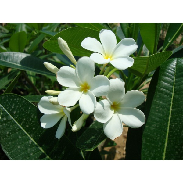Plumeria obtusa “Frangipani or The Temple Tree”