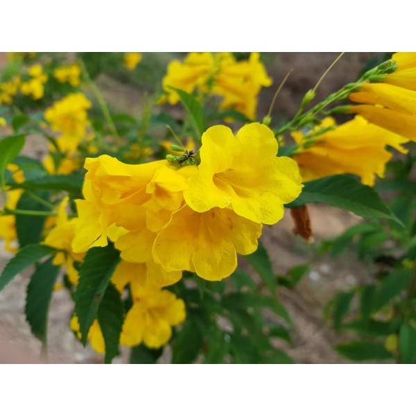 Tecoma stans or Yellow Bells 1.0 – 1.4m