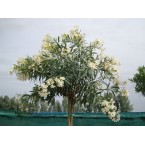Nerium oleander
